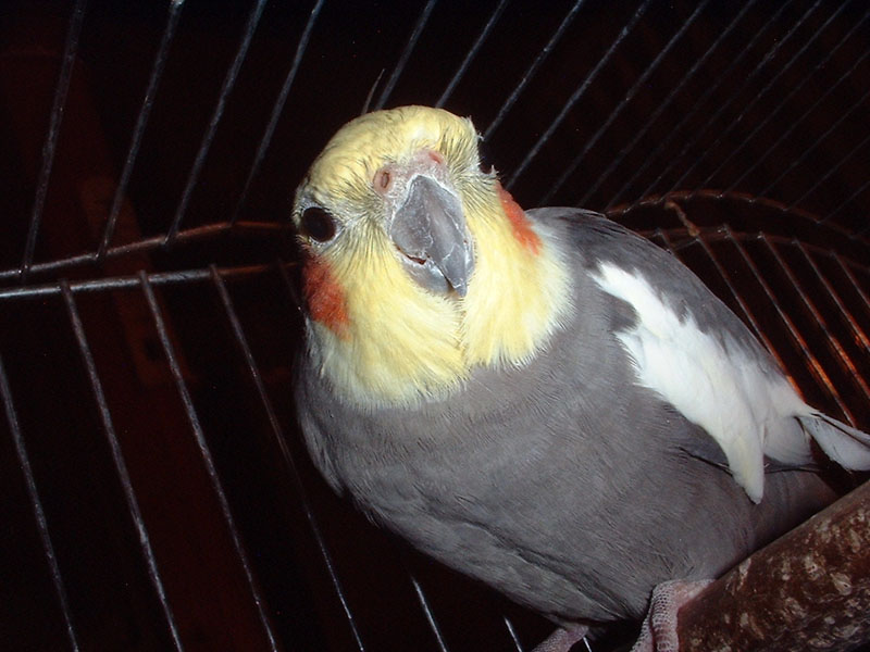 DSC