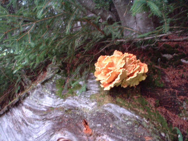 DSCF0083