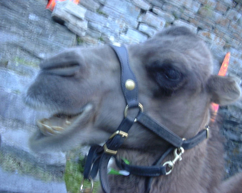 kamel