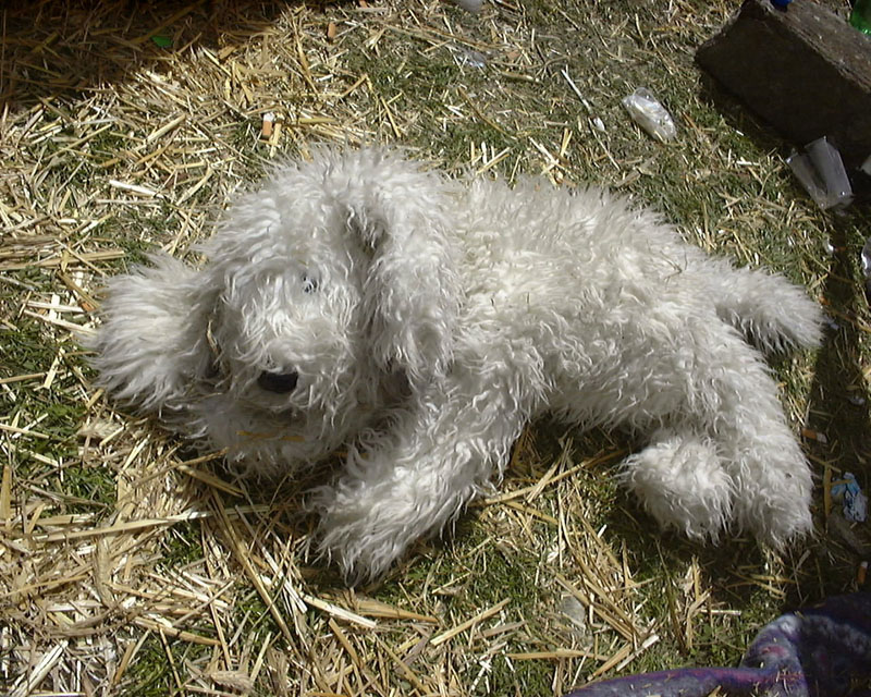 listi