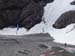 snowsurfer